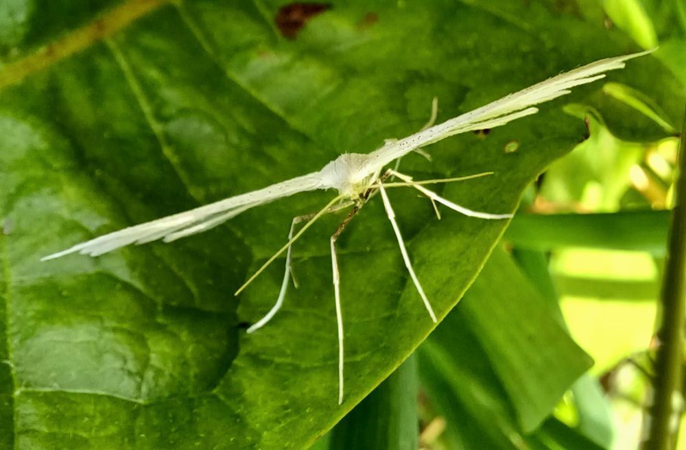 White Plume moth