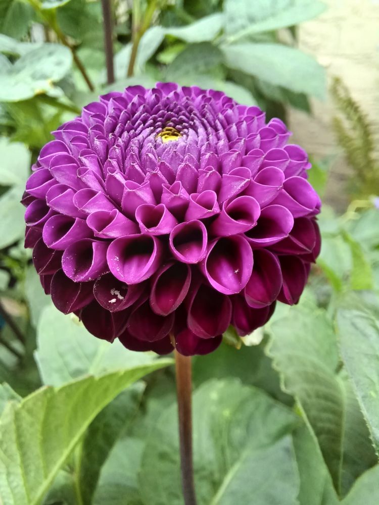 Another randomly variagated dahlia on the same plant