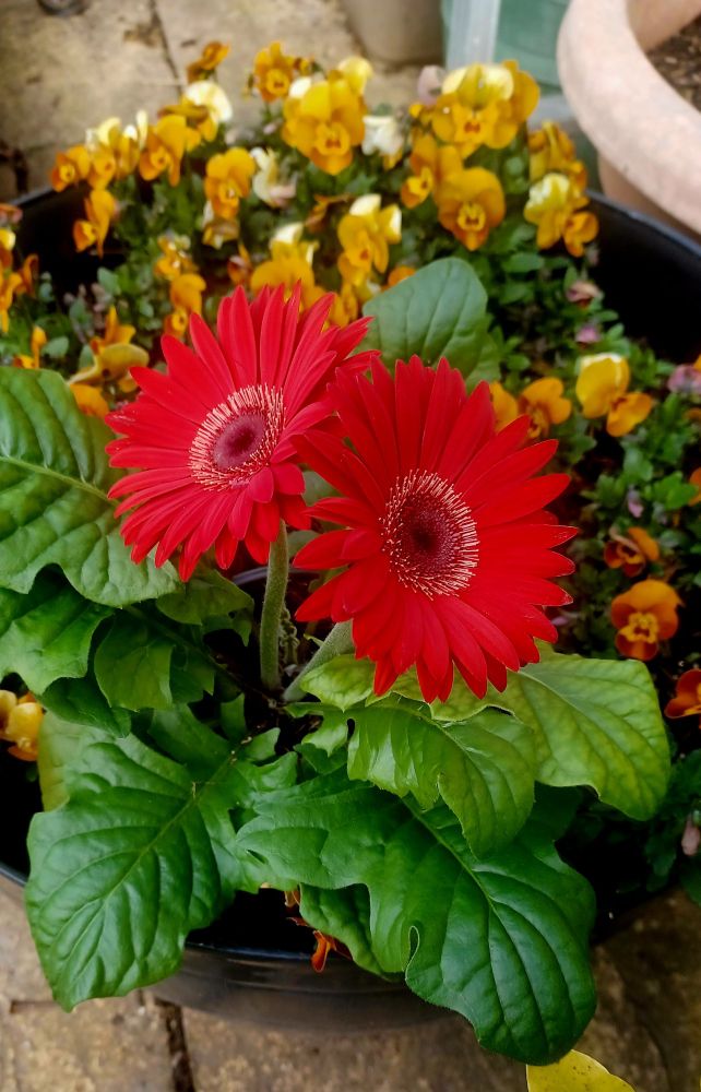 Red gerbera flowers and a host of orange and yellow violas