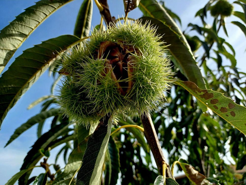 Sweet chestnut ripe and ready to split out of their spiky shells 