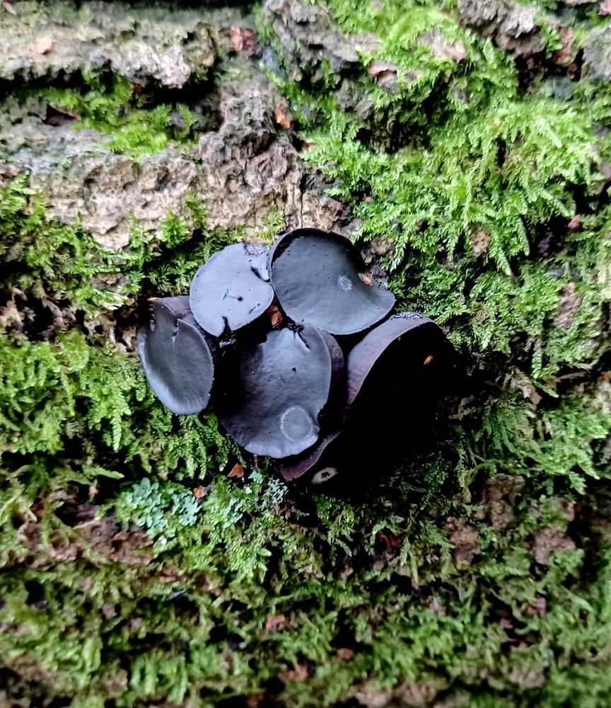 A cluster of black, thick-fleshed, disc-shaped, gelatinous fungus on a mossy tree trunk