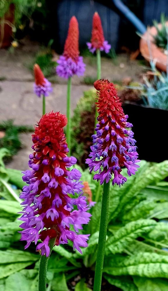 Primula vialii or orchid primrose, the flower head consists of dense crimson buds at the top that open into vivid lilac flowers from the bottom up