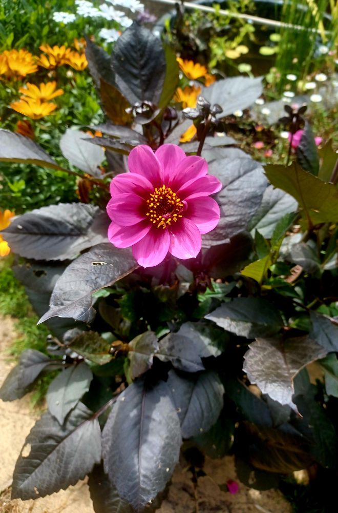 Open faced dahlia flower in pink and maroon with purple foliage