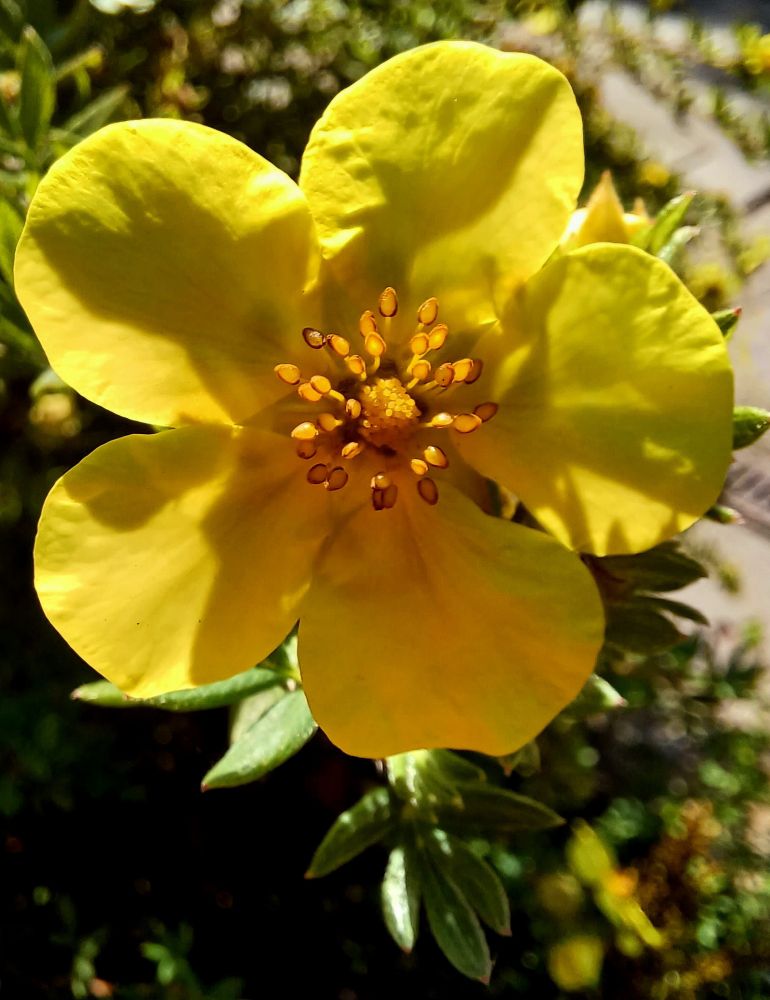 A yellow five pedalled flower 