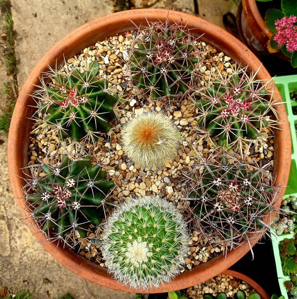 Top down view of a bowl of mixed cacti 