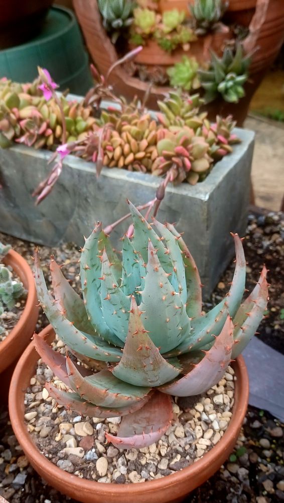 My aloe peglarae 