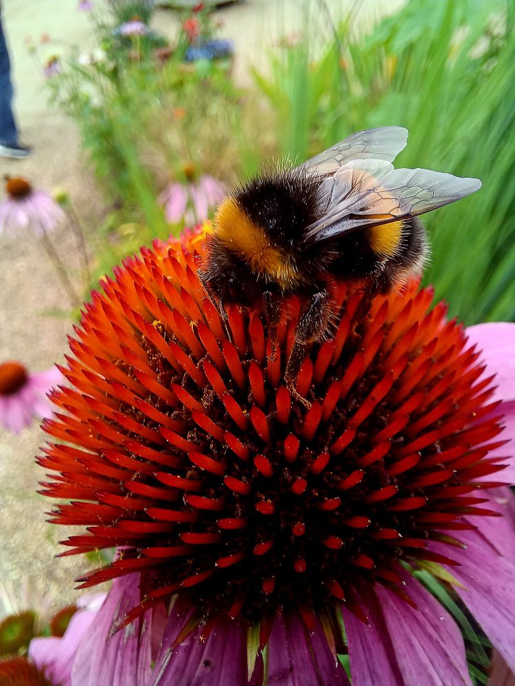 Buff tailed bumblebee on echinacea purpurea 
