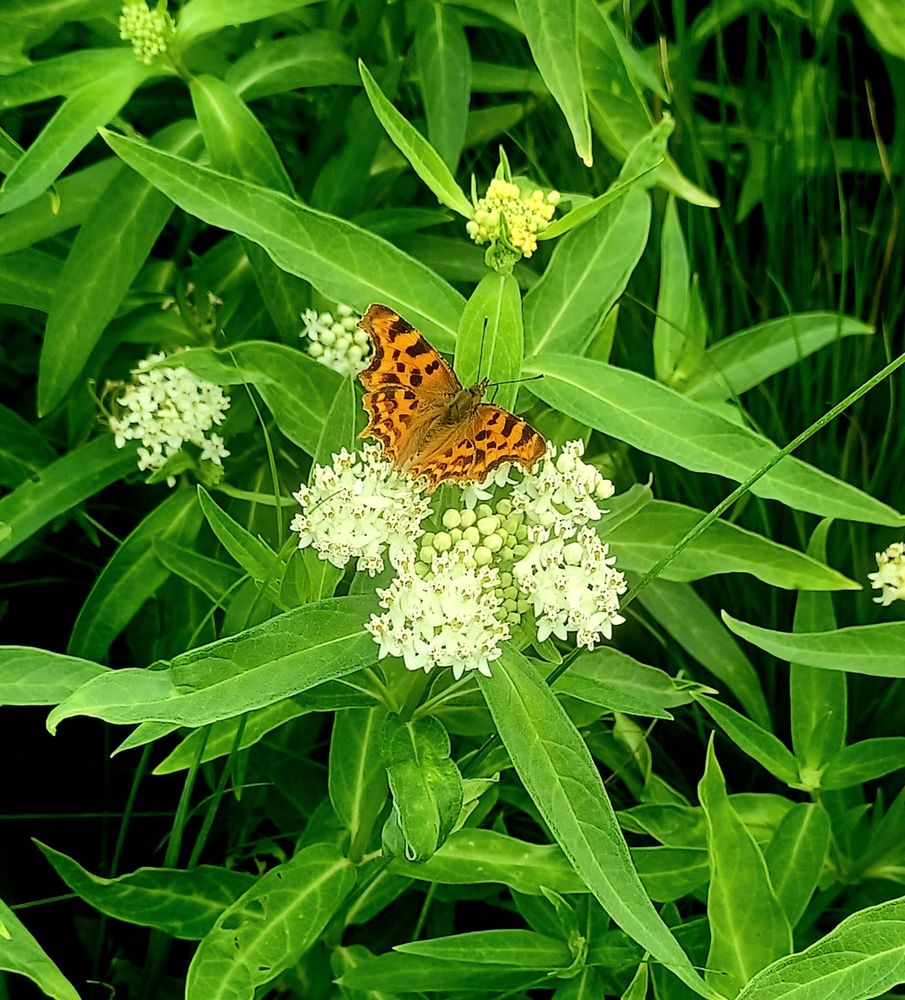 Common comma butterfly on white milk weed 