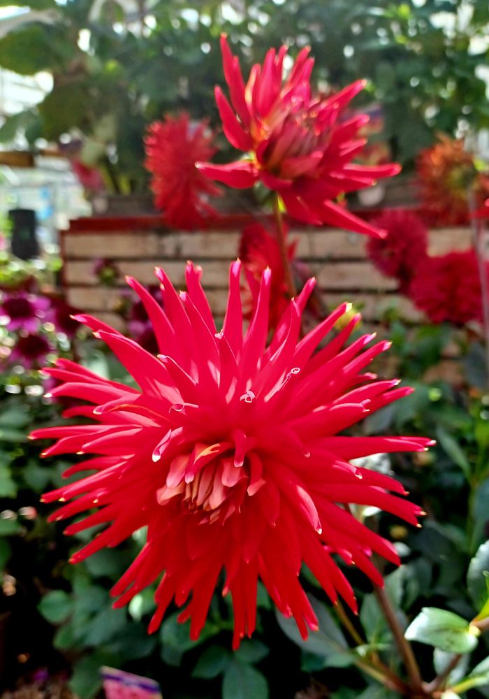 A red cactus type dahlia flower