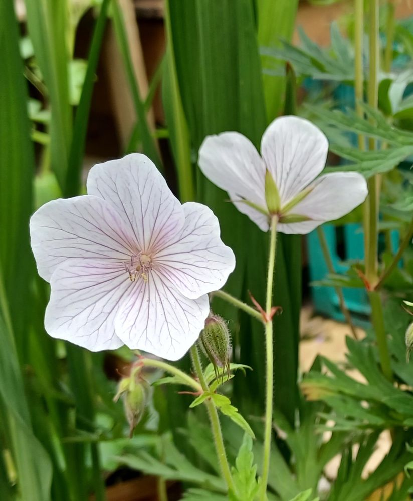 While cranesbill geranium with pink pinstripes