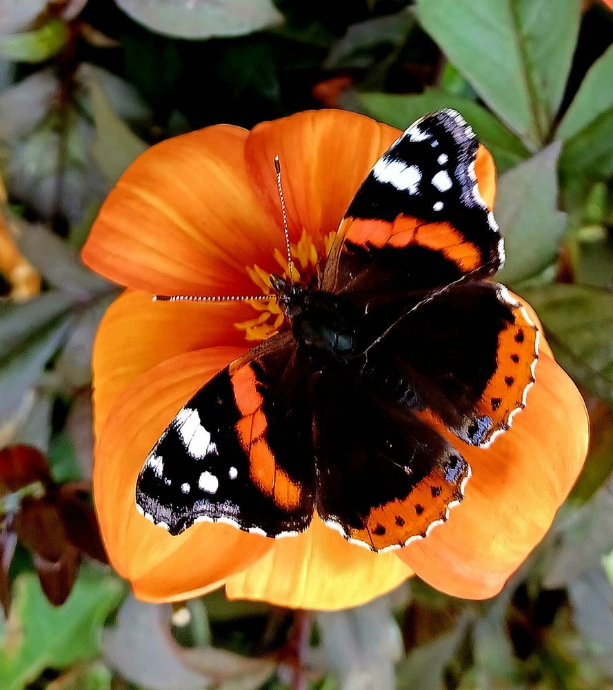 A red admiral butterfly, looking bright and fresh, on and orange dahlia 'Bishop of Oxford' 