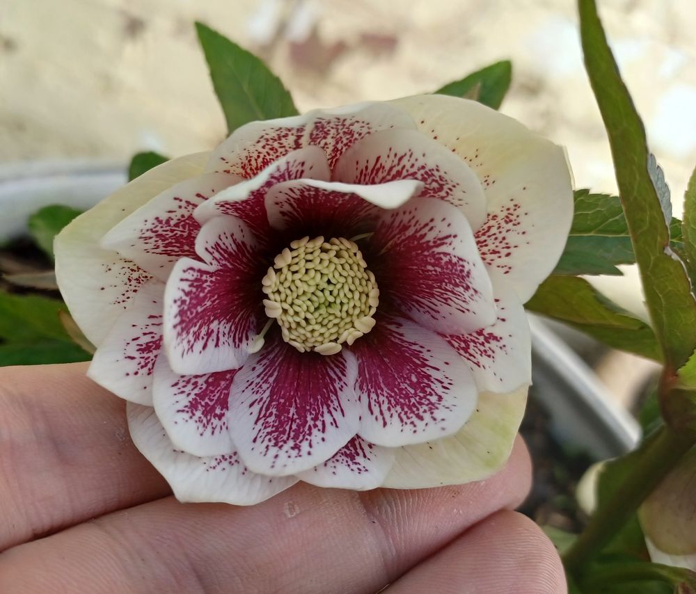 A double bloomed hellebore flower with white petals patterned on the inside with magenta speckles