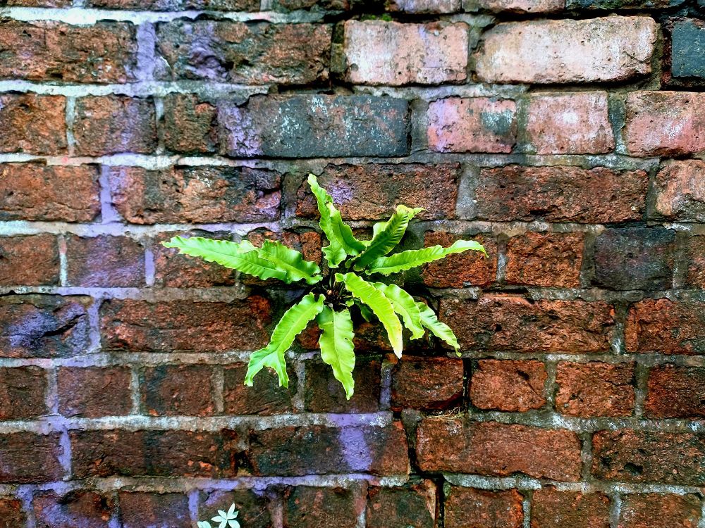 A hearts-tongue fern radiating glossy green evergreen foliage, growing out of the dirty red brickwork of a wall, which has a large purple capital A graffitied upon it