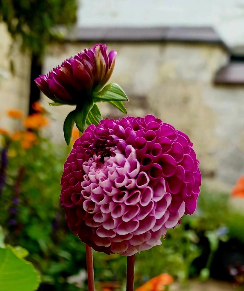 A variagated dahlia, a purple pompom flower with an unusual streak of pink running through it