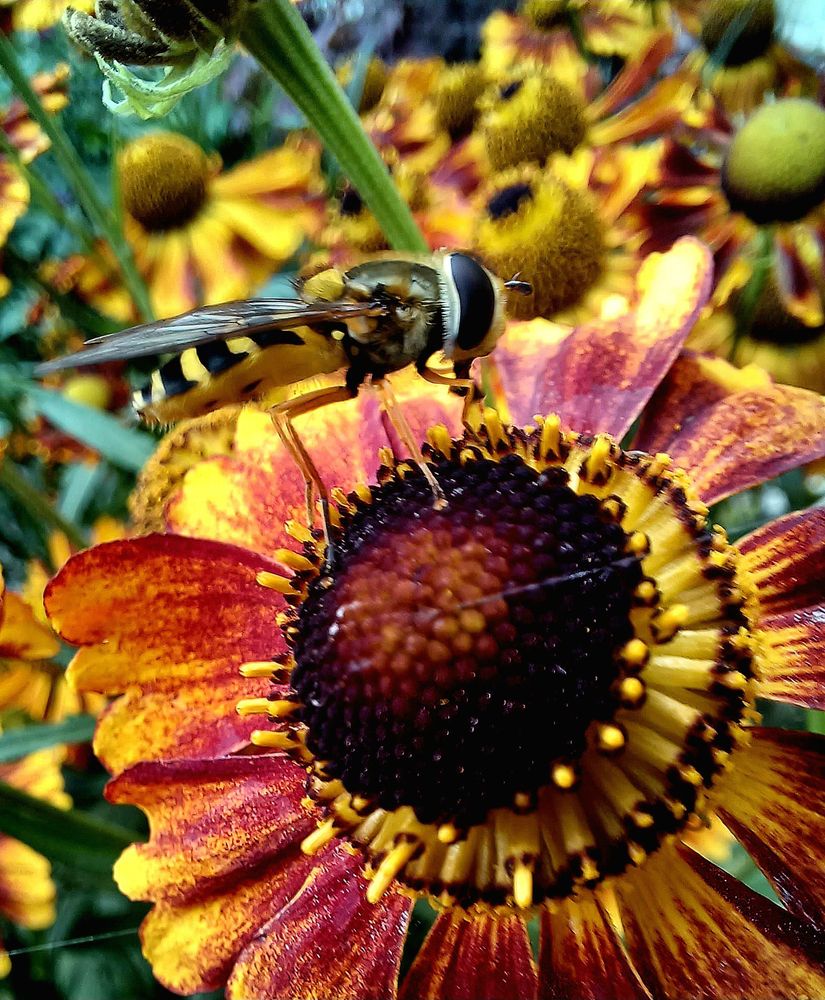Hoverfly on helenium flower 