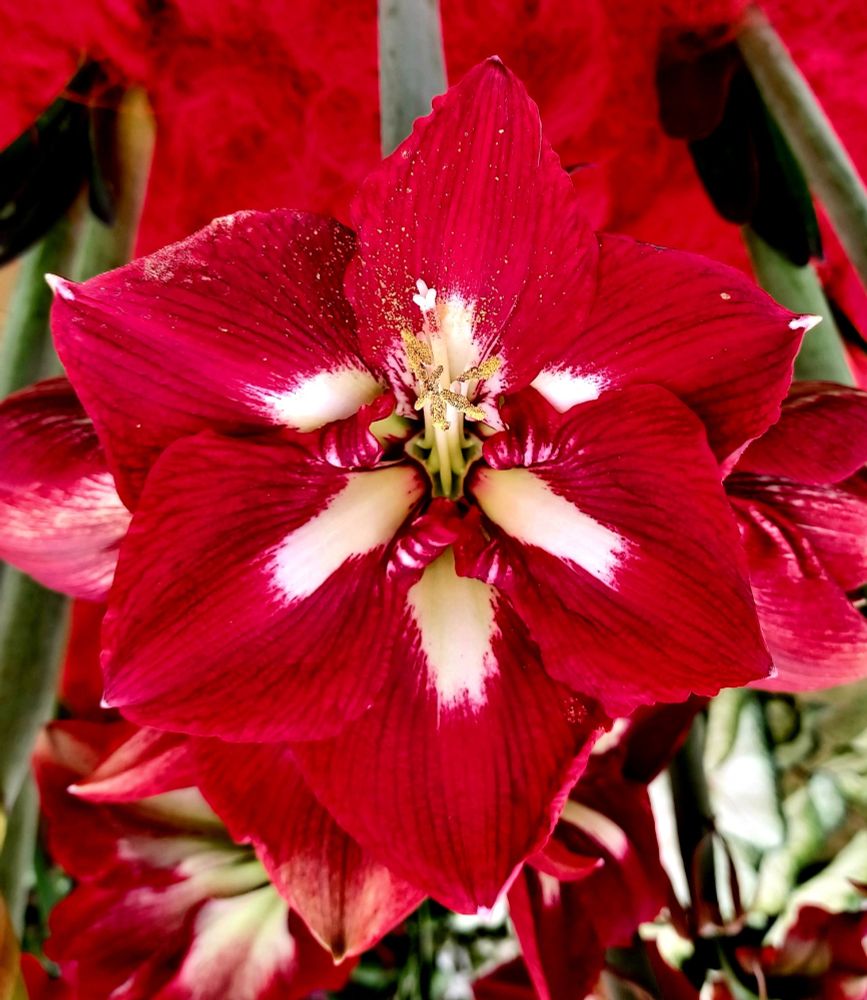 A red and white hippeastrum flower