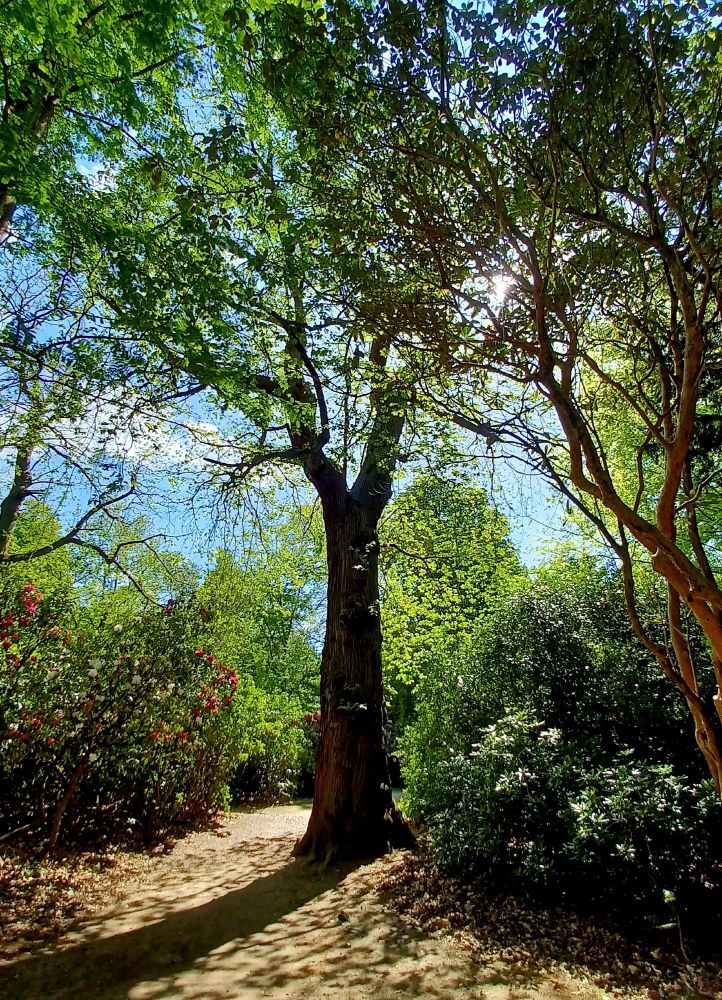 If a tree doesnt fall over in the woods do philosophers even care?