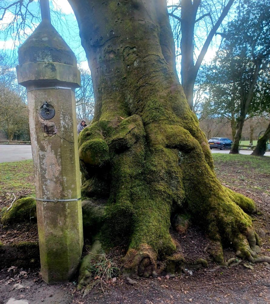 A real dinosaur leg of a beech tree trunk, in a park in the North of England 
