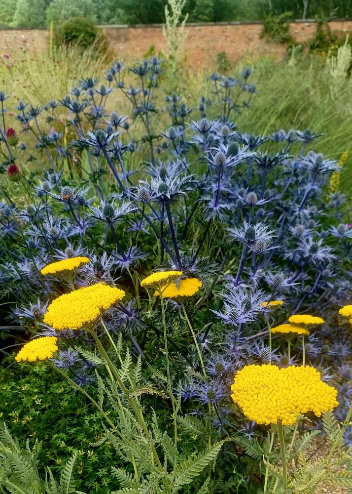 Bright yellow yarrow in front of deep blue sea holly, in the borders of the paradise garden @ RHS Bridgewater 