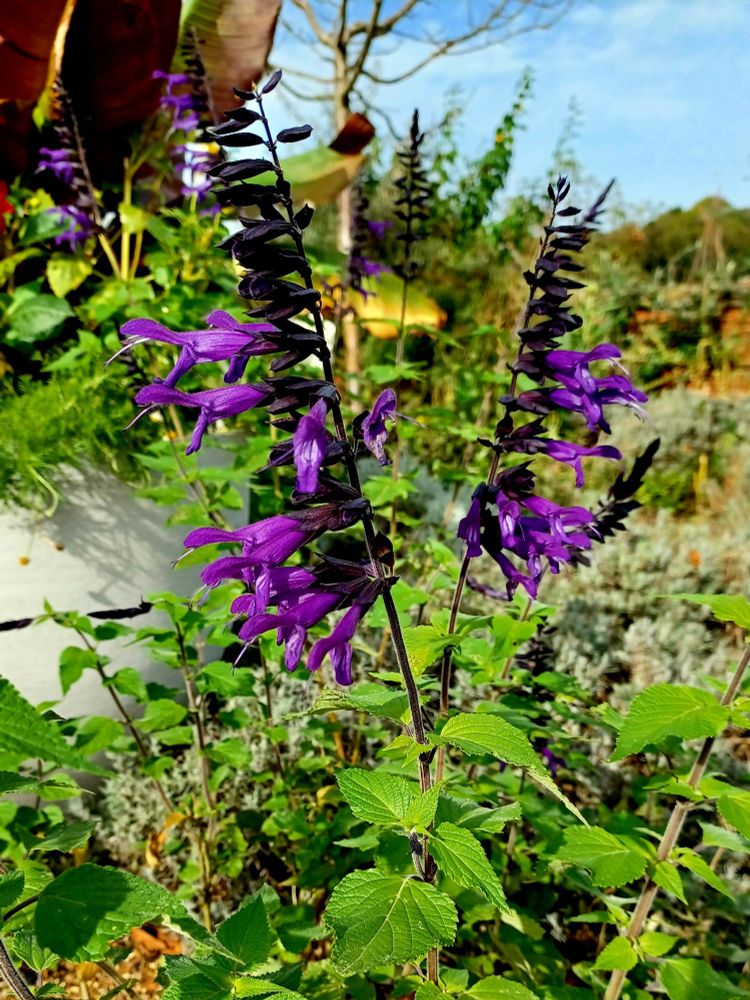 blue salvia flowers on black stems 
