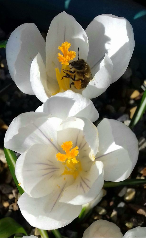 A pair of white crocus flowers, one of which is being serviced by a bee already doused in yellow pollen