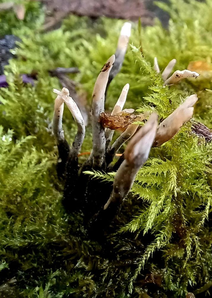 A growth of candlesnuff fungus amidst green moss on a rotting log 
