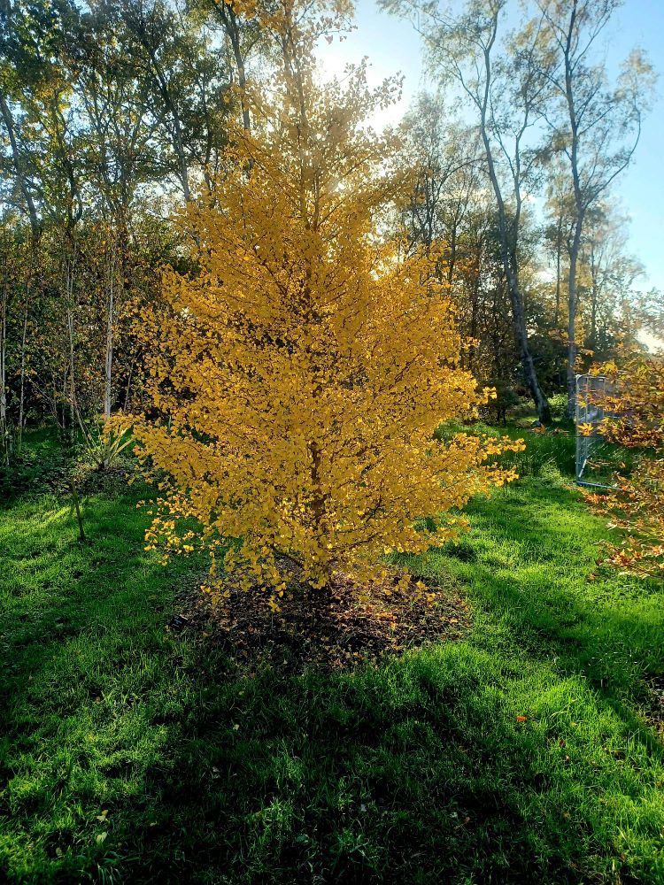 A maidenhair tree, back-lit by the sun, in an ornamental woodland 
