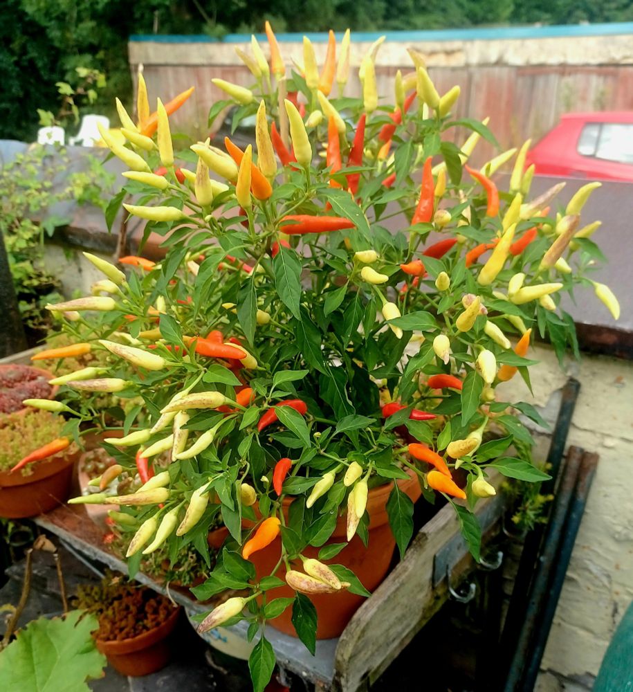 Pepper plant loaded with pointy upwards growing chilli pods which are ellow and beginning to change to orange