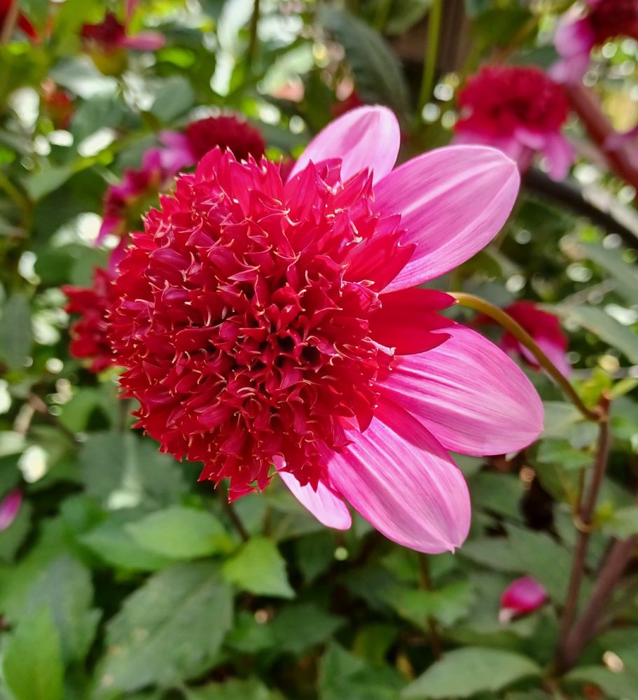 anemone type dahlia, featuring a central cluster of ruffled petals surrounded by a ring of larger, flatter ray petals. 
