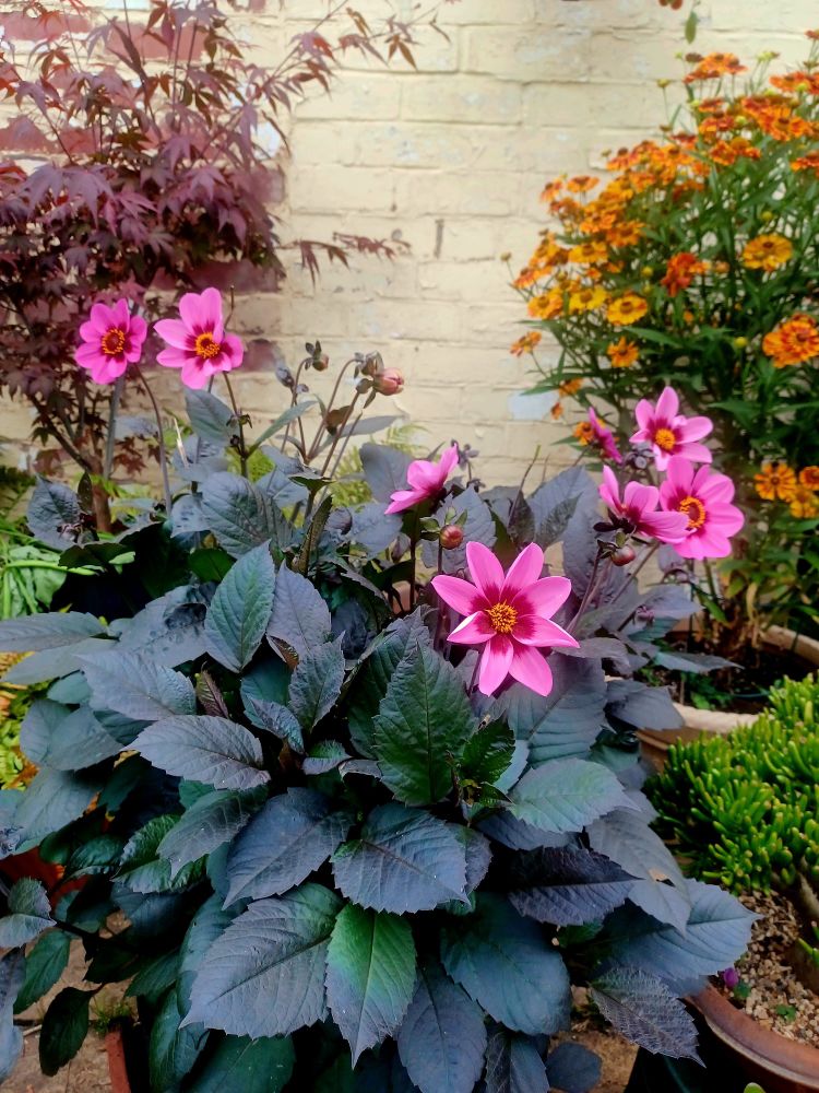 Dahlia 'Pink halo' flanked in the background by an orange helenium and a red leaved acer