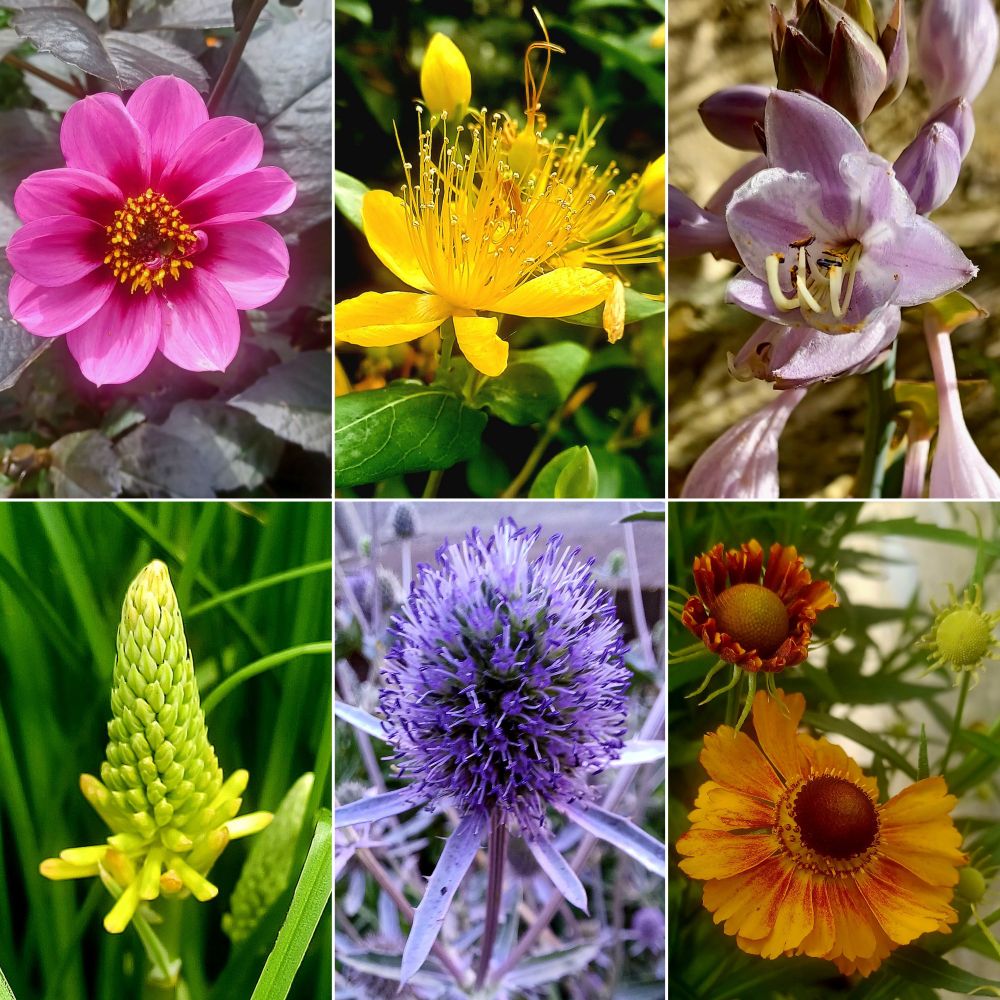 A collage grid of six flower pictures; a pink and maroon dahlia, yellow hypericum, a light purple hosta flower, a yellowy green kniphofia flower bud, blue sea holly and a burnt orange helenium, all flowering in my garden in the North West of England today. 