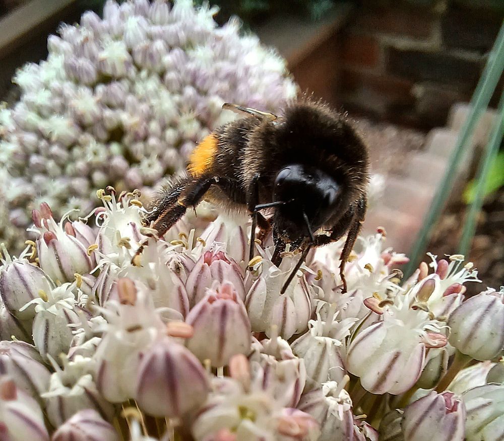A chunky buff tailed bumblebee, face on, with its proboscis buried in one of many tiny inflorescences of an allium flower. The flowers are white with green stripes 