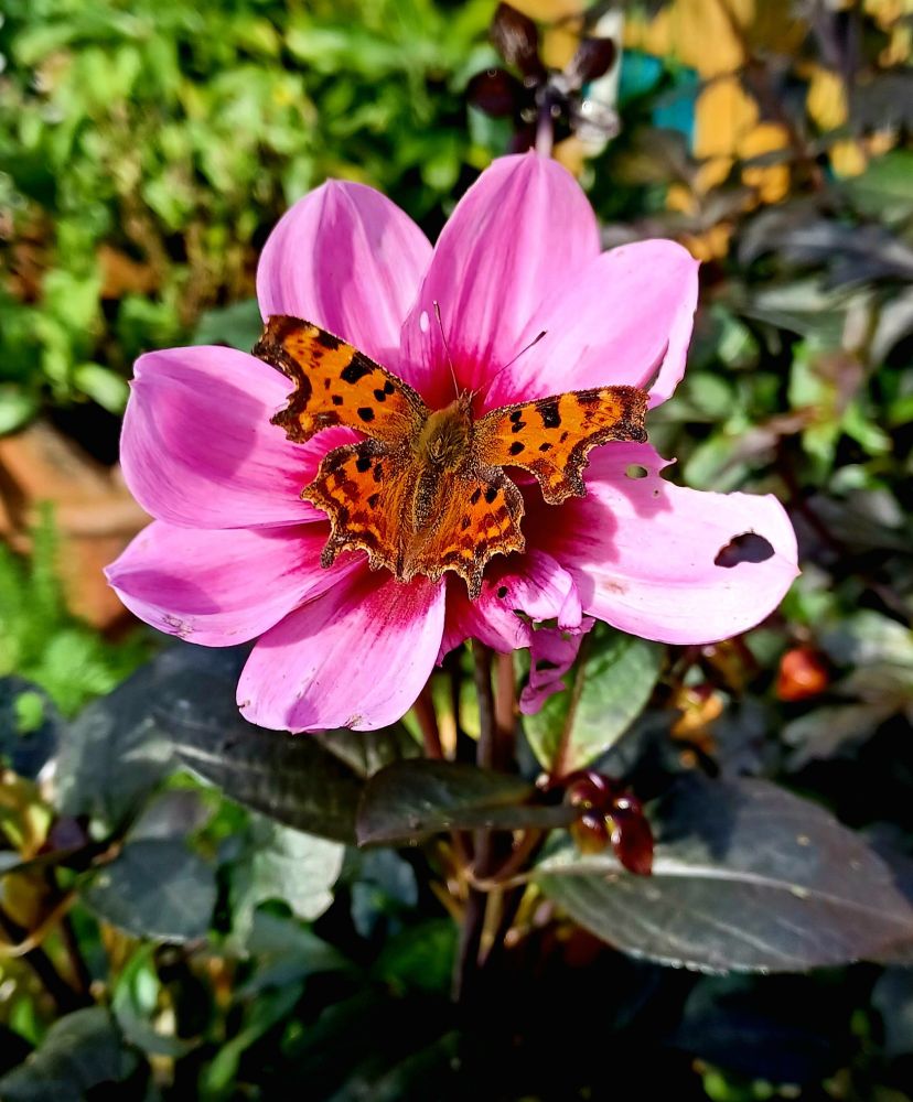 Orange butterfly on a pink flower 