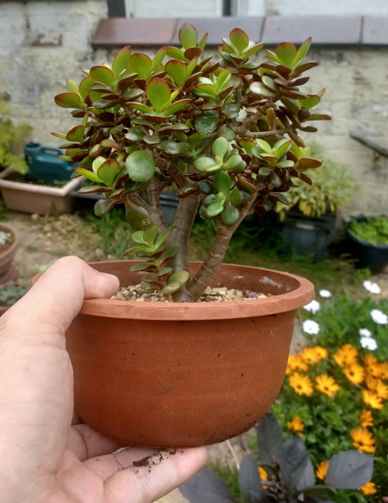 A small but bushy crassula ovata plant with lots of small round green succulent type leaves and a developed trunk, looking somewhat similar to a miniature tree, although I won't call it a bonsai as some folk get cross if you do.