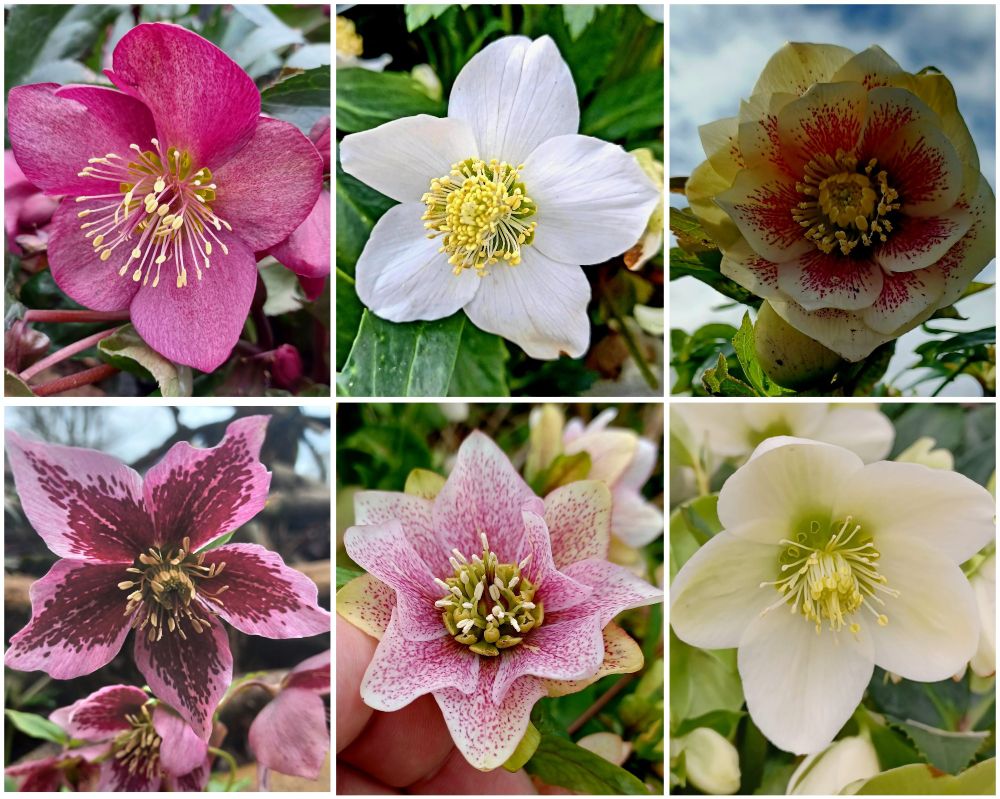 Collage grid showing six hellflowers 
