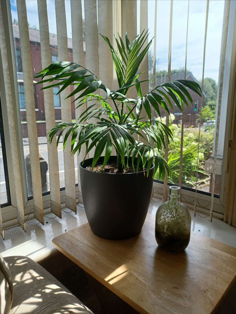 Sunshine through vertical window blinds falling on a miniature palm tree houseplant