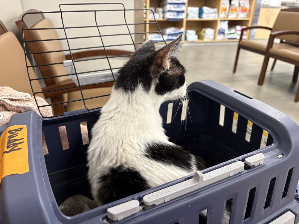 Black and white cat looks out from a blue kennel 