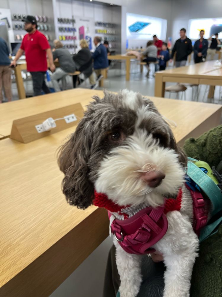 A goldendoodle casually hanging out at an Apple Store.
