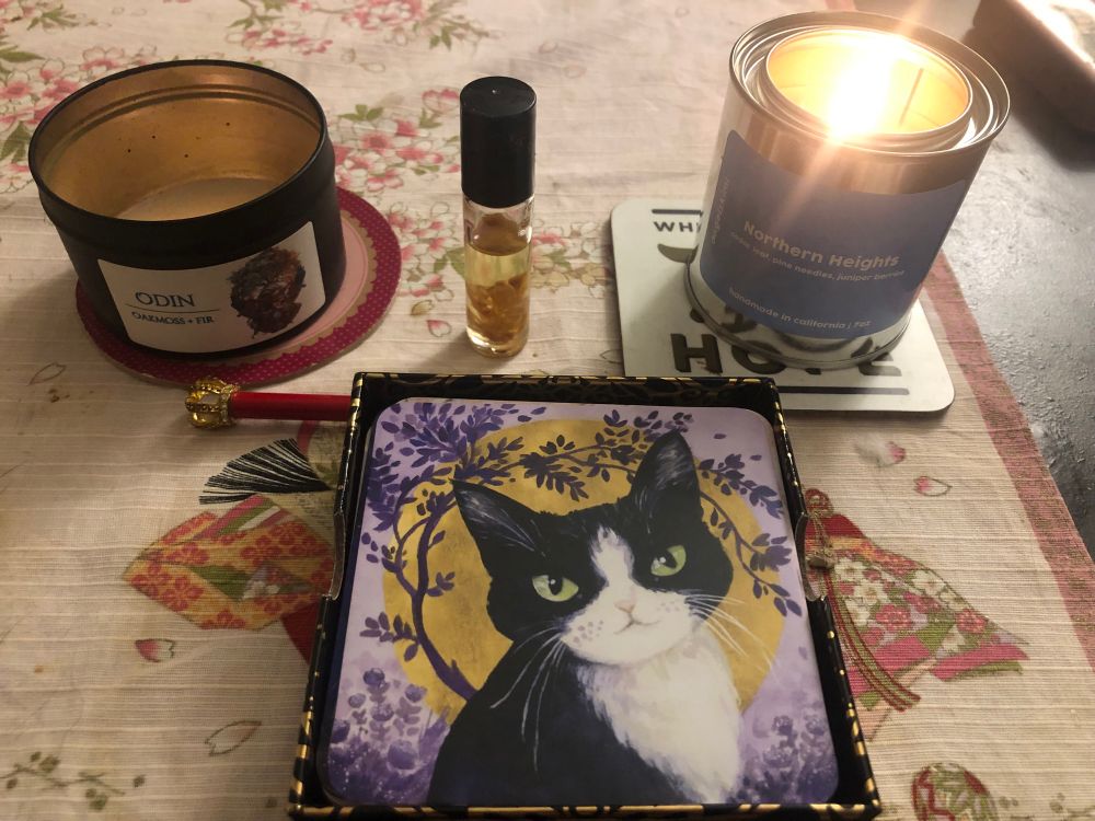 Oracle read. This lil kitty told me to make my life more magical. Magic is all around us 