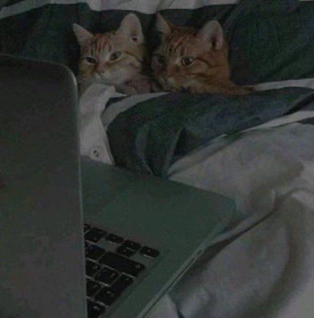 cats snuggling w a laptop in bed