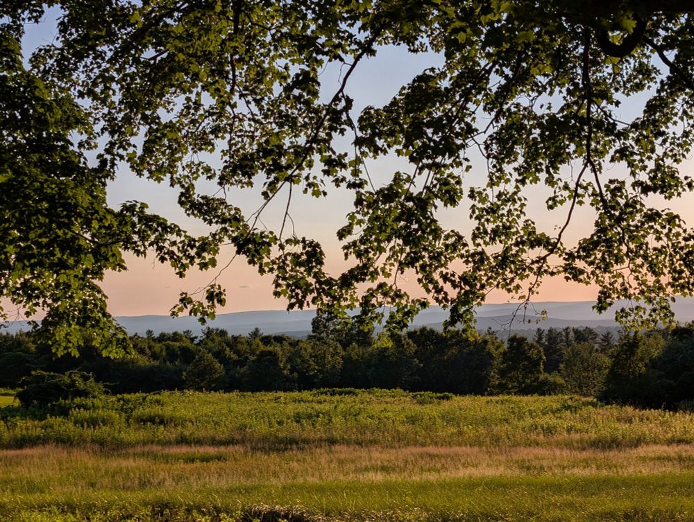 A sunset over western mass. There is a grass field in front of a line of trees, with purple mountains behind them. There are maple tree branches hanging in the foreground. 