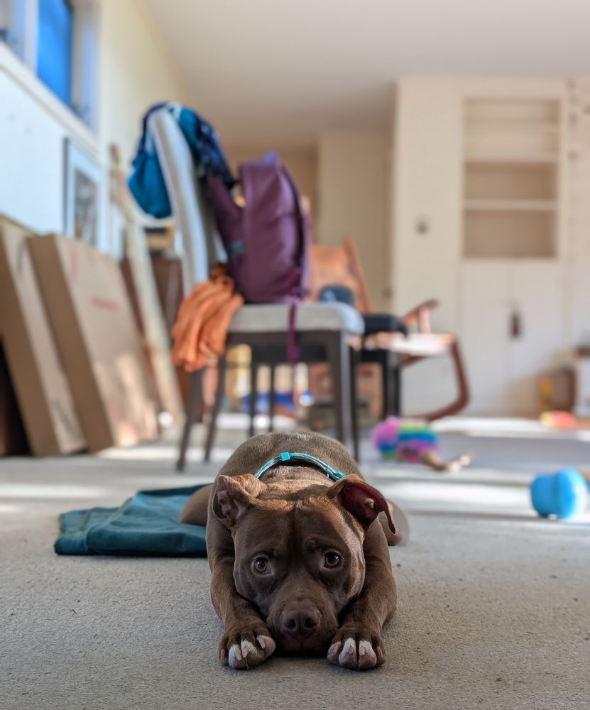 Goose, a small brown pitbull, is lying down on tan carpet facing the camera. His face rests between his paws. His brown eyes look up at you. He is the cutest dog in the world.