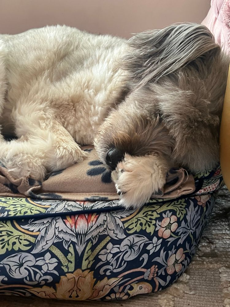 A close up of my dog, asleep. Her head is lay on her paw.
