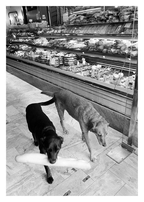 two dogs in a bakery, one carrying a baguette and wagging its tail