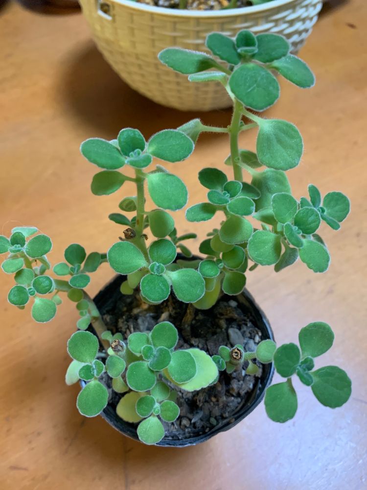 プレクトランサス・アロマティカス
室内南側、午後に3時間程度直射日光が当たる窓際
鉢は2.5号ポットのまま
用土は有機無機混合

義母からのプレゼント🎁
ゴキさんが嫌うと言う植物らしい！
挿木で増やせると教えていただいたので、早速やってみる！
(カットした後の親株です)