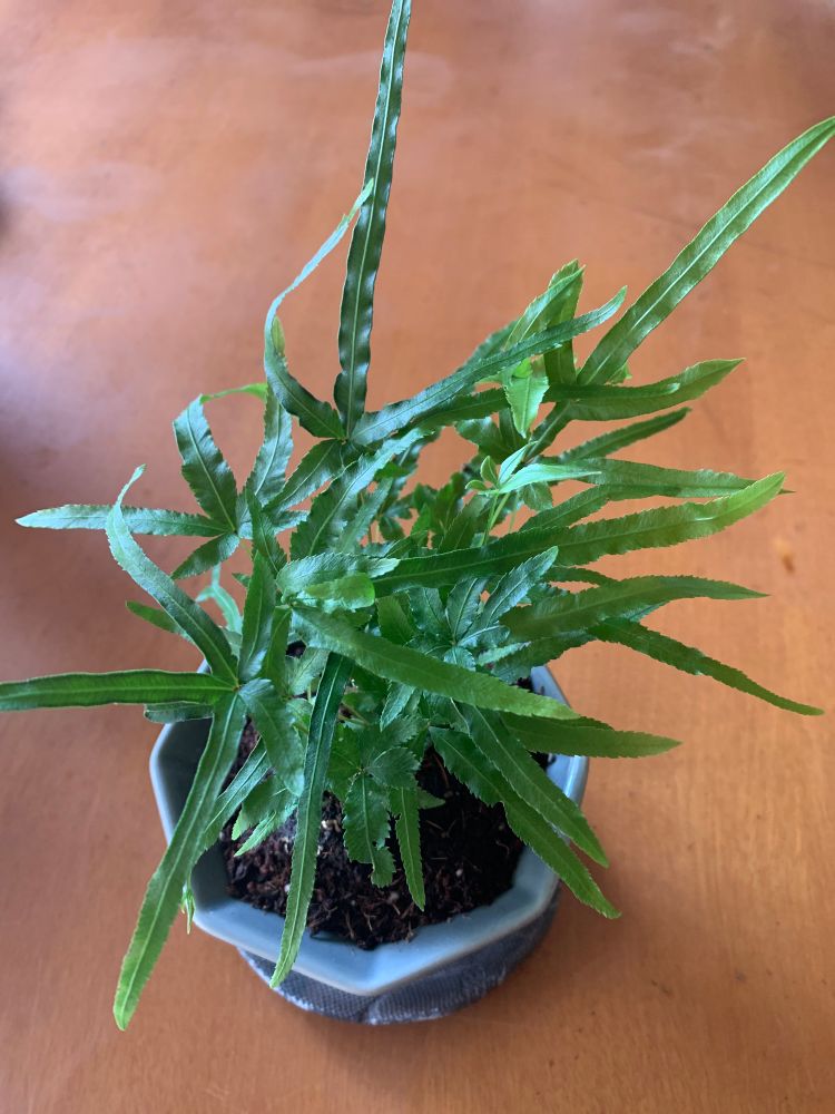 イノモトソウ
屋外北側、明るい日影
鉢は2.5号陶器鉢
用土は有機

日影を彩ってくれる心強い子✨
小さいけど、胞子もつけてるんです✨