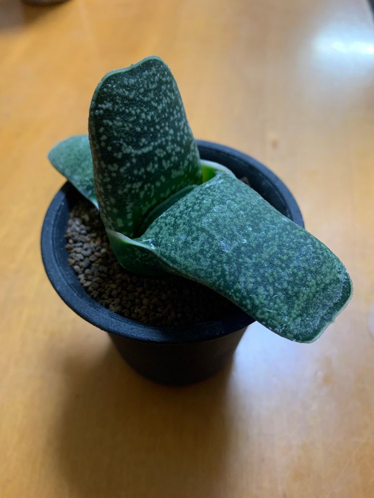 ガステリア・エクセルサ
室内南側、午後3時間程度直射日光が当たる窓際
鉢は約2.5号プラスチック鉢
用土は無機(購入してから植替えをしていません)

ガステリアもとっても魅力的✨
柔らかそうな容姿とは違って、とっても硬いのがまた良い✨
グロテスクな雰囲気に大きくなって欲しい株です✨