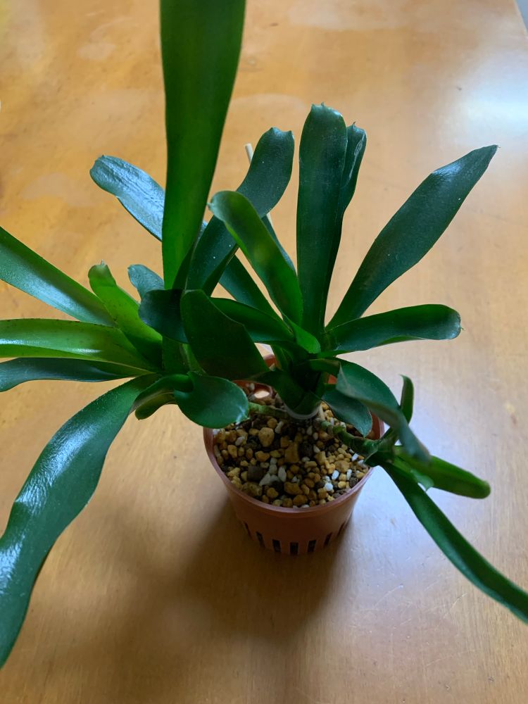 ネオレゲリア・パウシフローラ
室内南側、午後から直射日光が当たる窓際
鉢は3号ハイドロカルチャー用のプラスチック鉢
用土は無機混合

お迎え当初、知識も無く、明るい日影で管理。
太陽が好きなんだと分かったので、今はなるべく陽の当たる場所へ移して育成中！
確かに、過酷な環境が好きそうな硬い茎に葉です。
カッケェ…