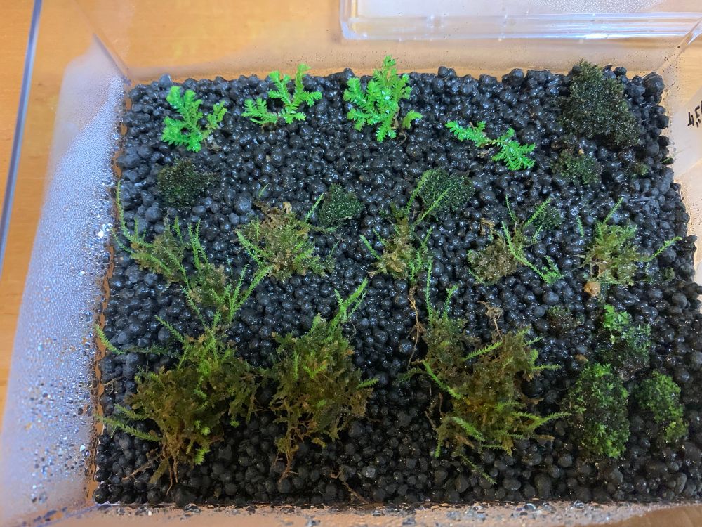 ハイゴケ
ホソウリゴケ
…その他
室内南側、直射日光が当たらない明るい日影
器はクリアケース
用土はアクアリウム用ソイル

テラリウムも面白そうだし、その内作りたいな〜とチマチマ育ててますよ
…近くで見ると、繊細で美しい✨