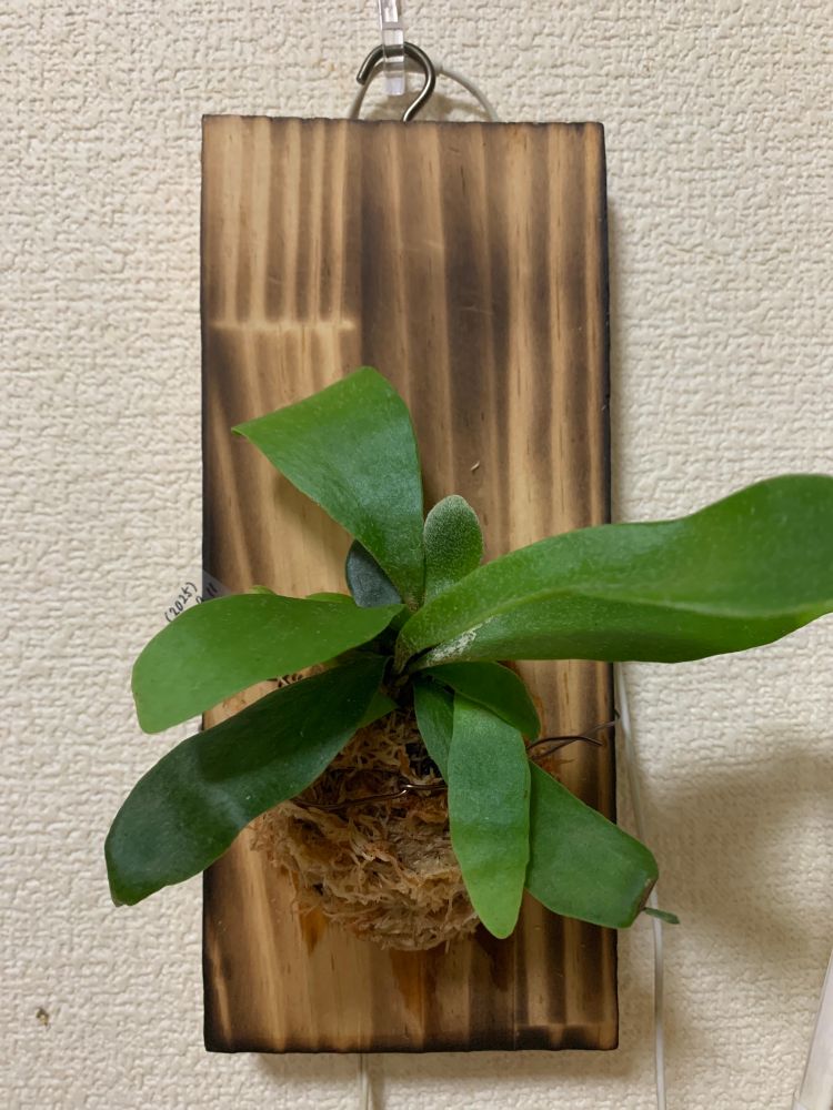 ビカクシダ・ネザーランド
室内南側、直射日光の当たらない明るい日影
板付け
用土は有機、水苔

寒さにも強い品種らしい。
安心の定番。
壁掛けで育てる植物って、憧れるんよ〜
(場所取らないね！まだまだ壁ならかけられるね！)